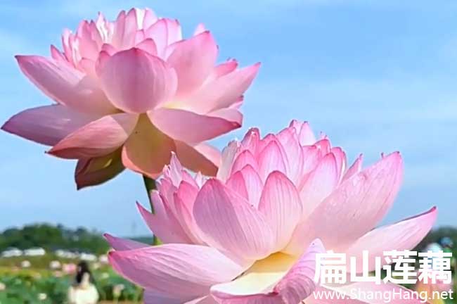 泉州蓮藕批發
