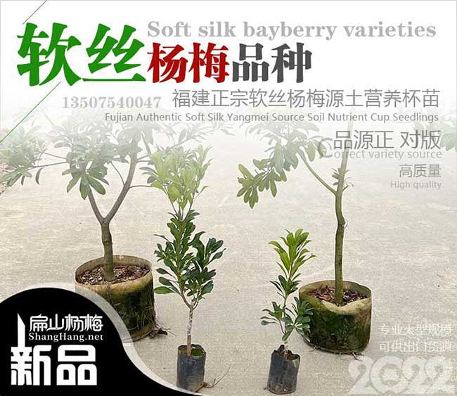 北京軟絲楊梅苗批發