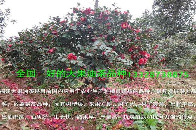 江西上饒大型正規高產嫁接油茶苗全國發貨基地