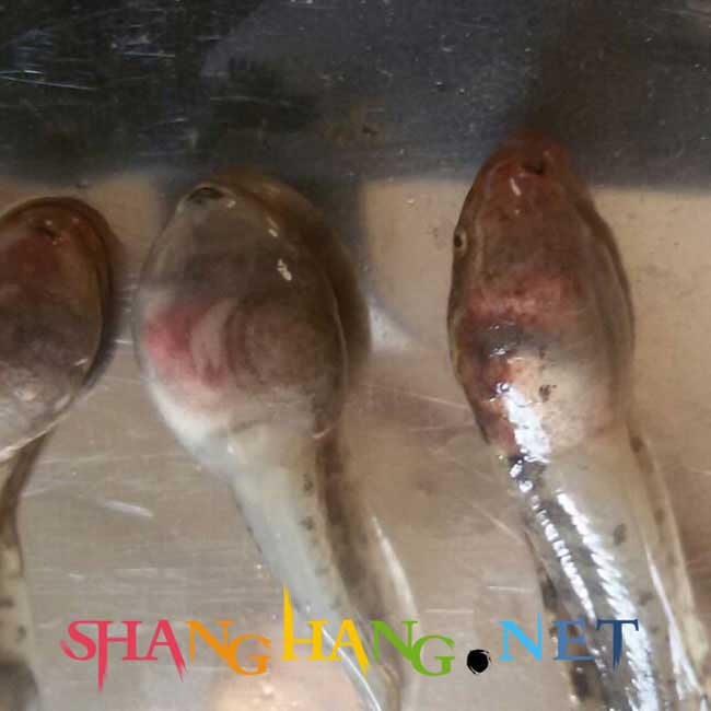石蛙蝌蚪出血病請問這是什么癥狀？