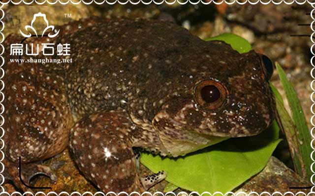 廣西肉兔養殖全套光盤
