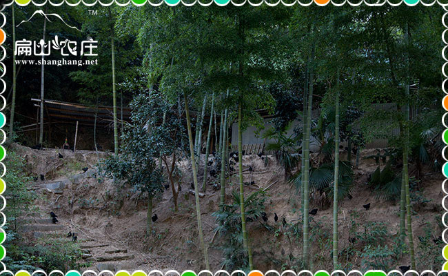 上杭南陽中都山雞苗批發