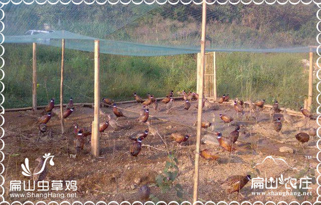 龍巖珍珠雞苗批發出貨