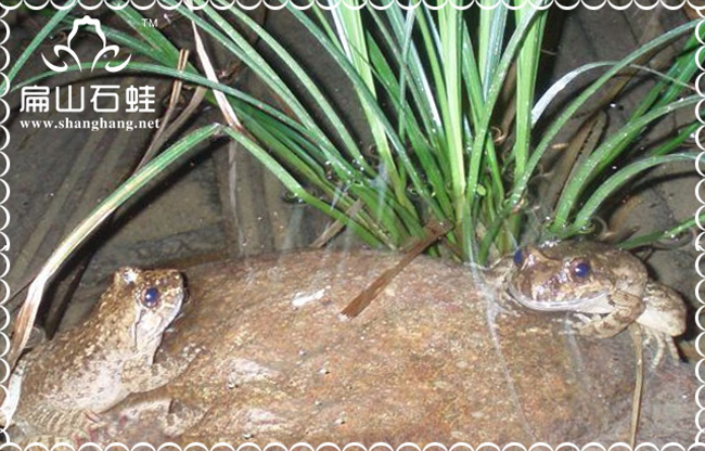 才溪肉兔養殖基地