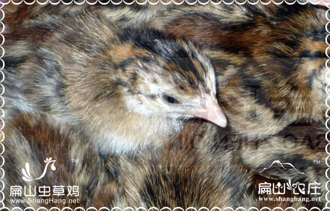 龍巖貴妃雞苗批發出貨