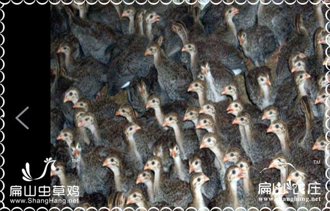 三明七彩山雞批發