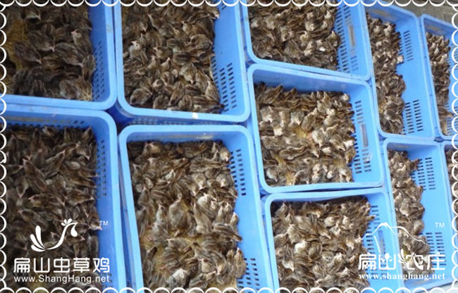 福州貴妃雞苗批發價格