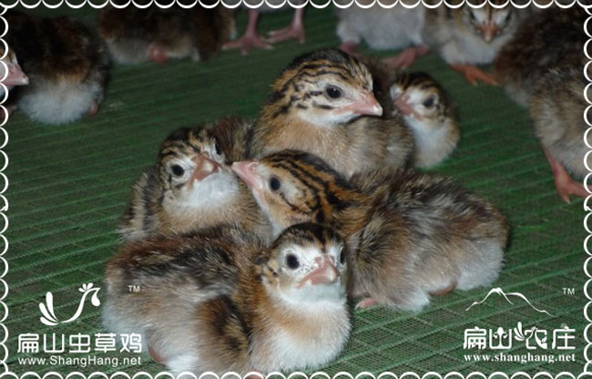 漳州貴妃雞苗批發價格