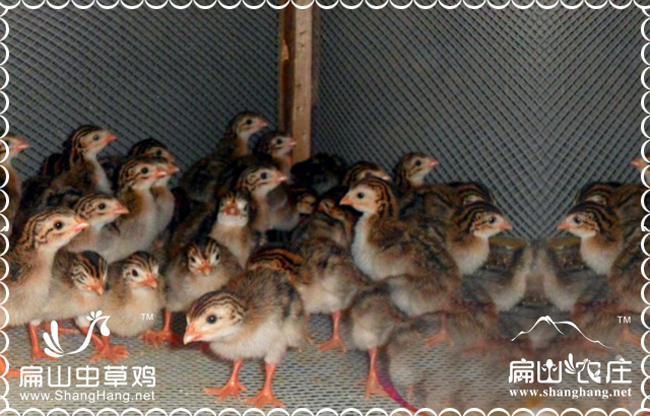 南平貴妃雞苗價格批發