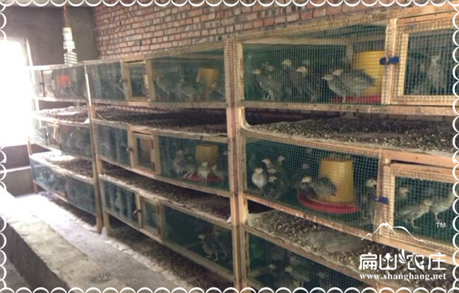 廣元貴妃雞苗珠雞苗貨發全國