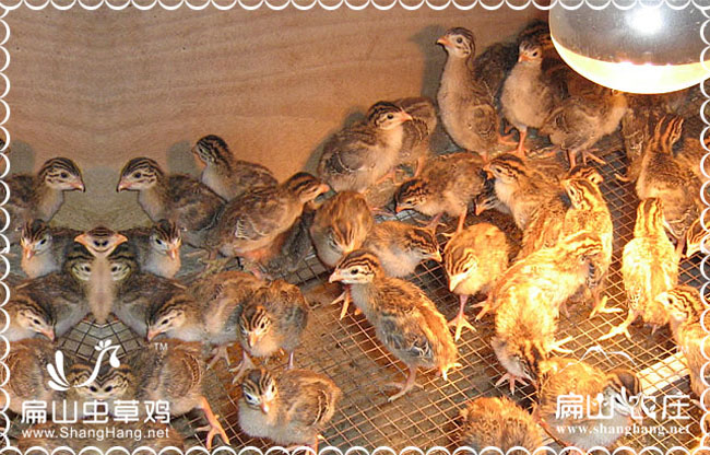 福建貴妃雞苗批發價格