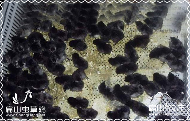 福州珍珠雞苗批發