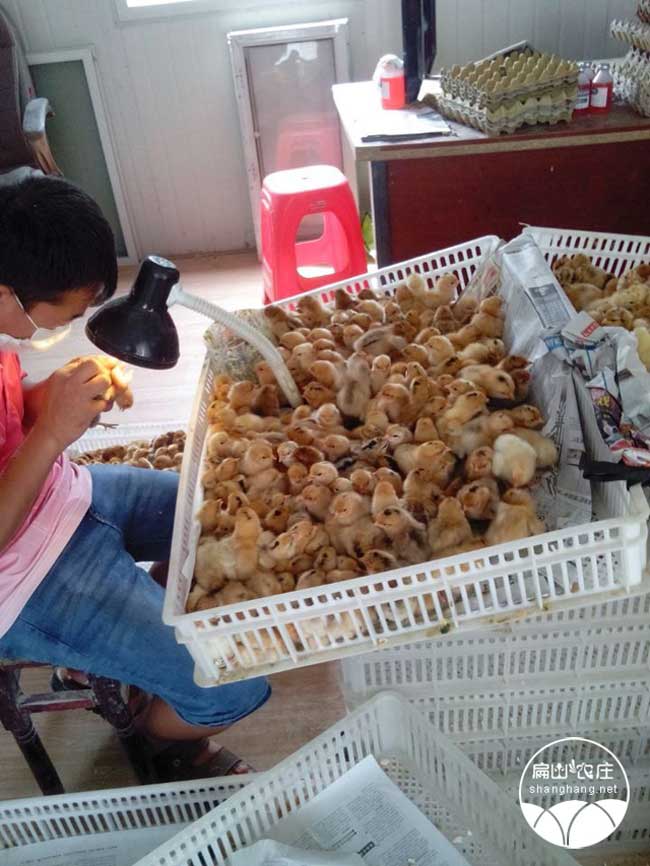 合肥母雞淺黃羽麻黃羽雞苗批發