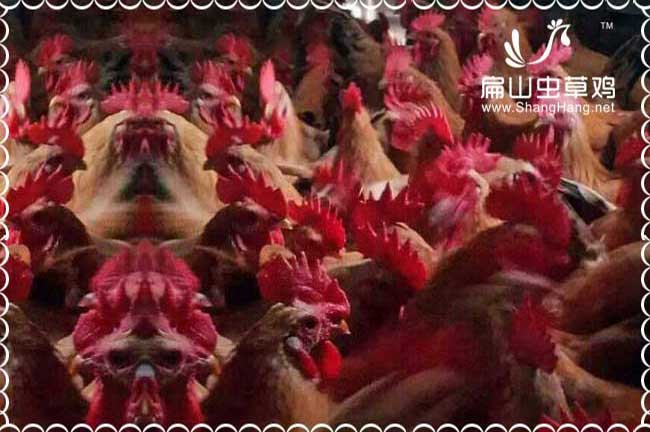 中國生態農莊網友情鏈接免費加入