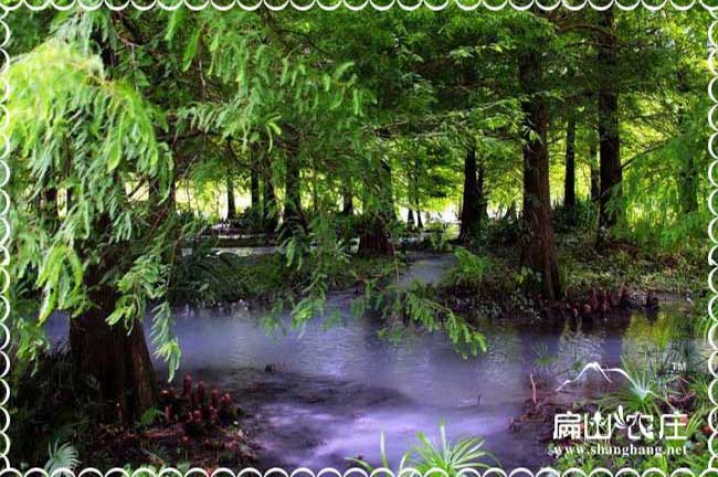 生態土雞養殖網友情鏈接免費加入