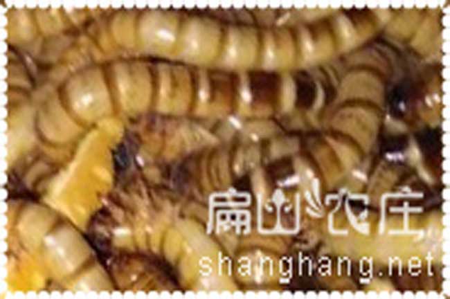 鰲頭鎮鮮活大麥蟲批發