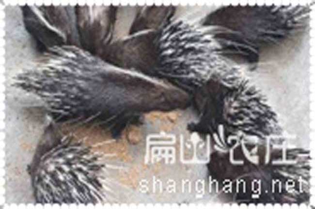 福建肉兔價格如何？