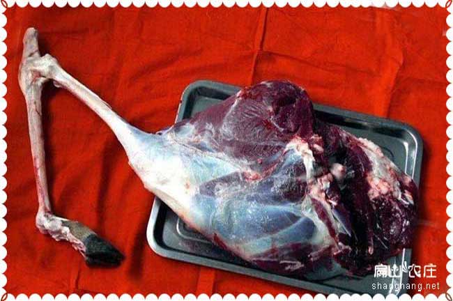 北京東城出售鹿肉鹿腿鹿心批發