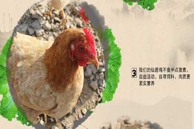 龍巖果園土雞苗批發