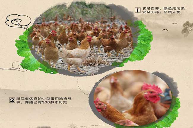 龍樹林土雞苗批發
