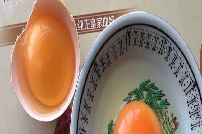 仙居土雞蛋農場自養殖