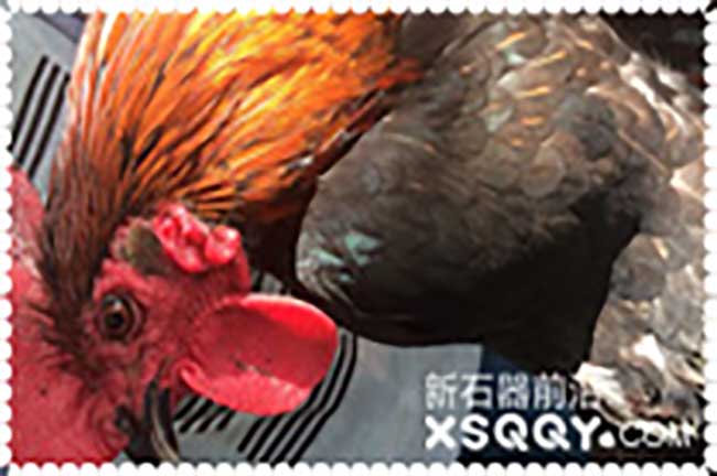 龍巖生態土雞苗批發