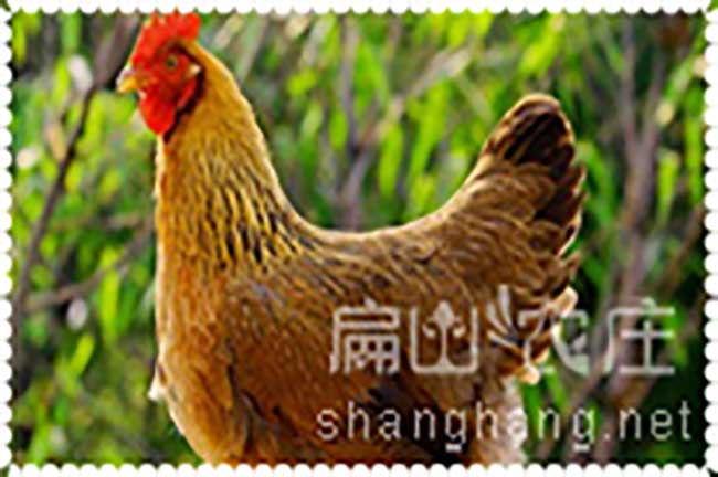 清遠雞多少錢一斤？