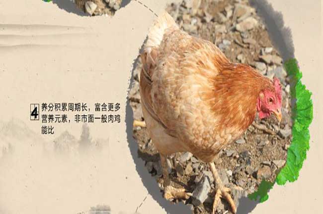 桂林果園土雞苗批發