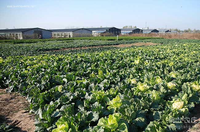 中國野雞養殖基地