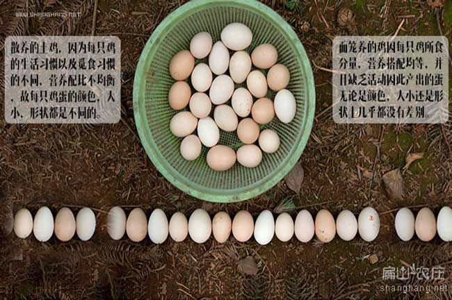 深山原糧放養烏雞蛋