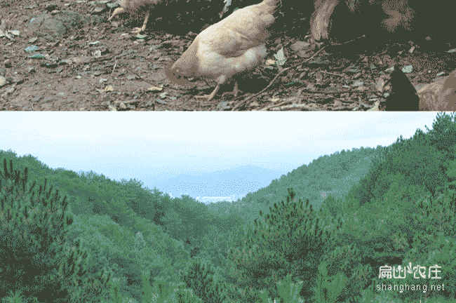 龍巖柴雞生態養殖