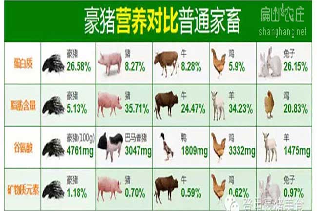龍巖肉兔的營養價值