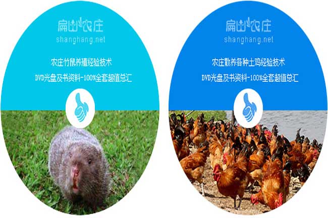 生態立體養殖竹鼠土雞