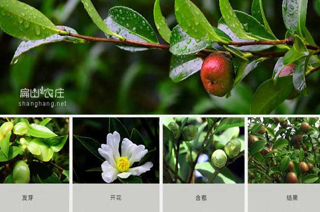 油茶規模種植技術培訓基地-福建浙江廣西廣東湖南江西四川