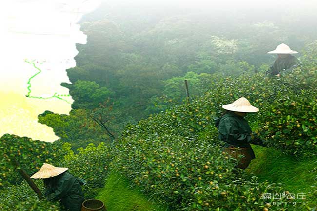 中國大中規模油茶基地