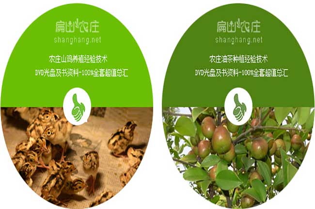 油茶樹種植山雞養殖技術
