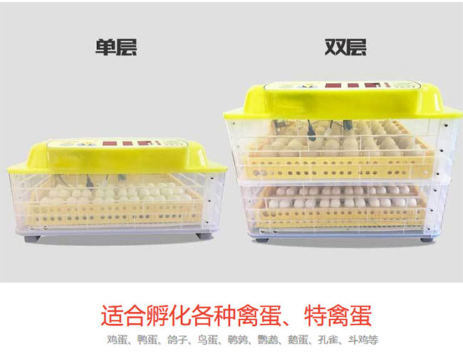 鴿子蛋家用孵化機
