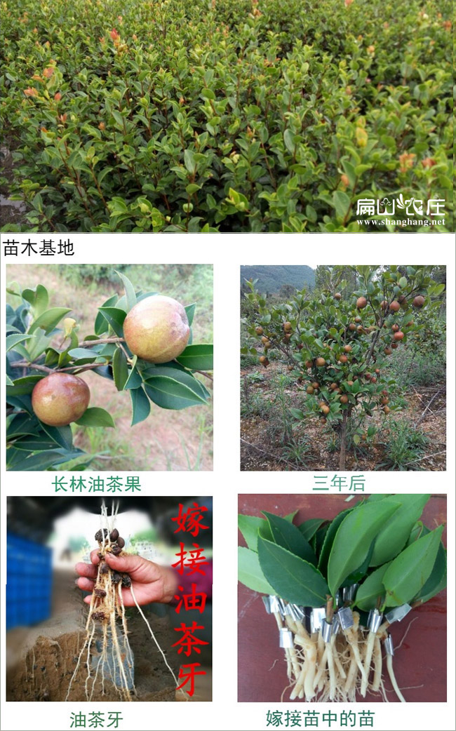 要買高產油茶苗