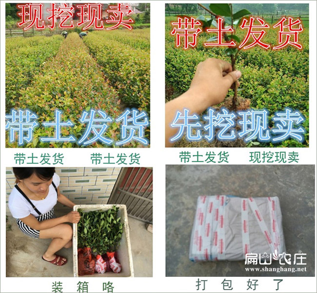 龍巖茶苗批發中心