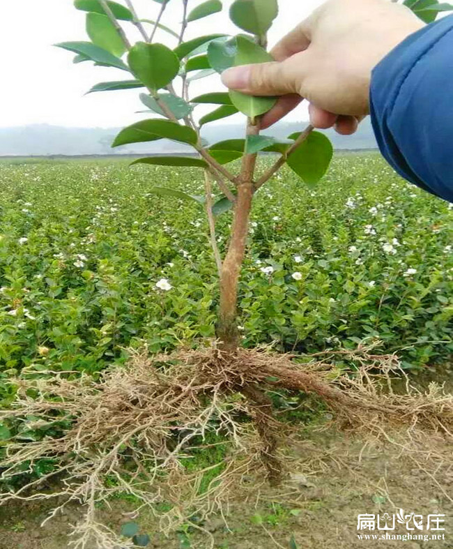根系發達的長林油茶苗