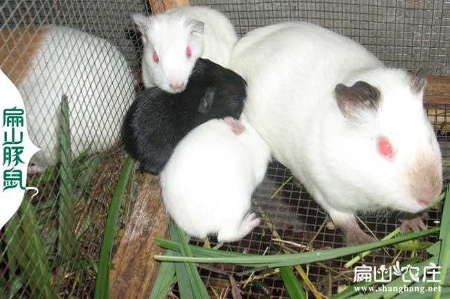 白竹鼠種苗養殖技術