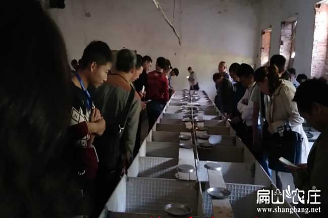 福建竹鼠苗養殖基地參觀現場