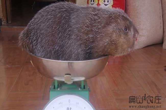 農村竹鼠苗繁殖要點