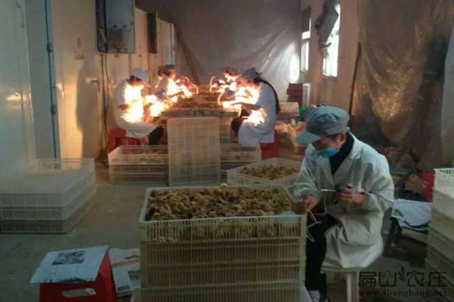中國散養土雞雞苗批發中心