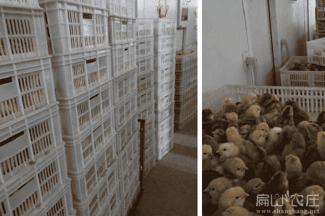惠水土雞苗孵化基地