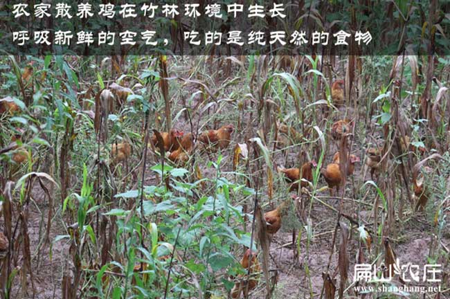 鎮遠生態土雞養殖