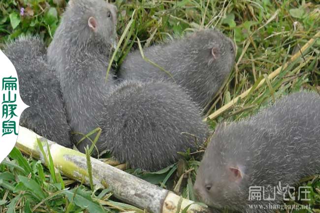 雅安竹鼠養殖基地