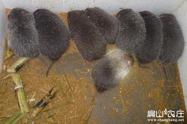 廈門竹鼠養殖基地