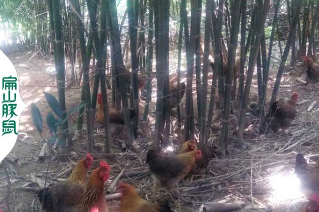龍巖散養老公雞蛋雞批發基地