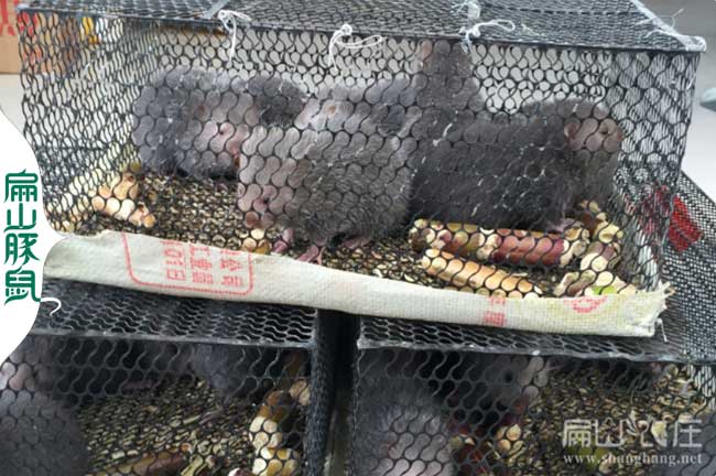 福建竹鼠種苗批發價格